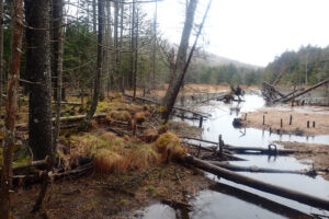 Recreating Wetlands